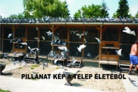 Teszttelep