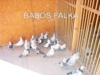 Albumok